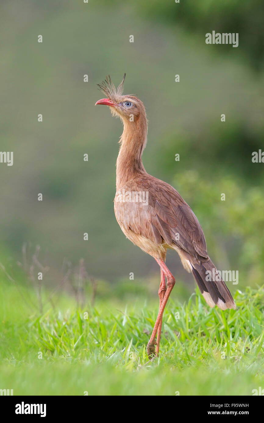(Cariama cristata Seriema à pattes) dans un champ dans la forêt atlantique du sud-est du Brésil. Banque D'Images