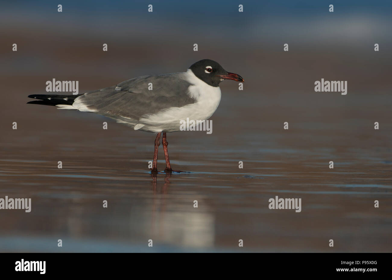 Laughing Gull , Leucophaeus atricilla, Port Aransas, Texas, États-Unis Banque D'Images