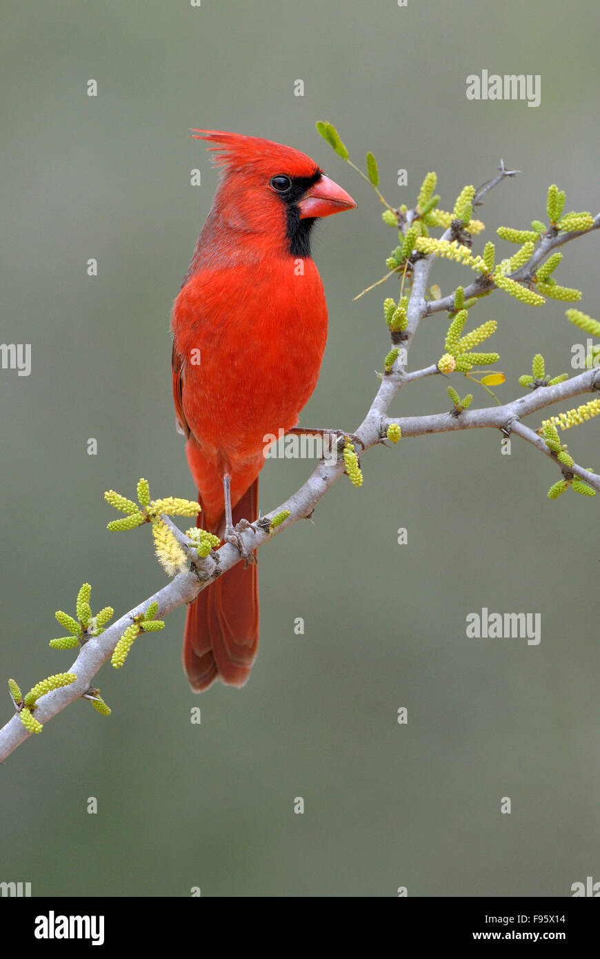 Cardinal rouge, Cardinalis cardinalis, Santa Clara Ranch, Texas Banque D'Images