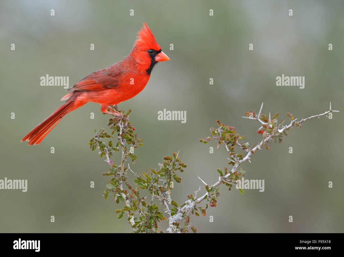 Cardinal rouge, Cardinalis cardinalis, Santa Clara Ranch, Texas Banque D'Images
