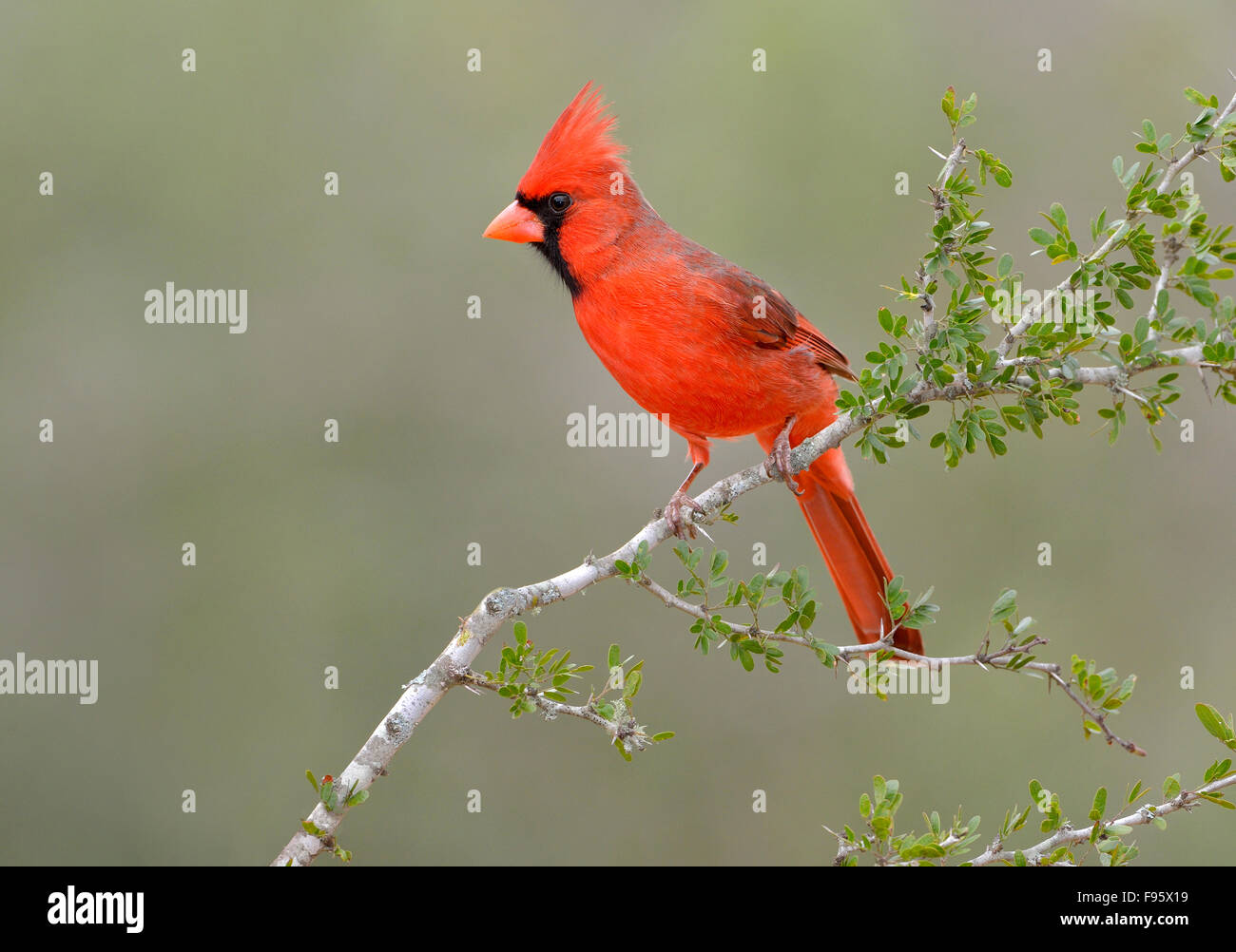Cardinal rouge, Cardinalis cardinalis, Santa Clara Ranch, Texas Banque D'Images