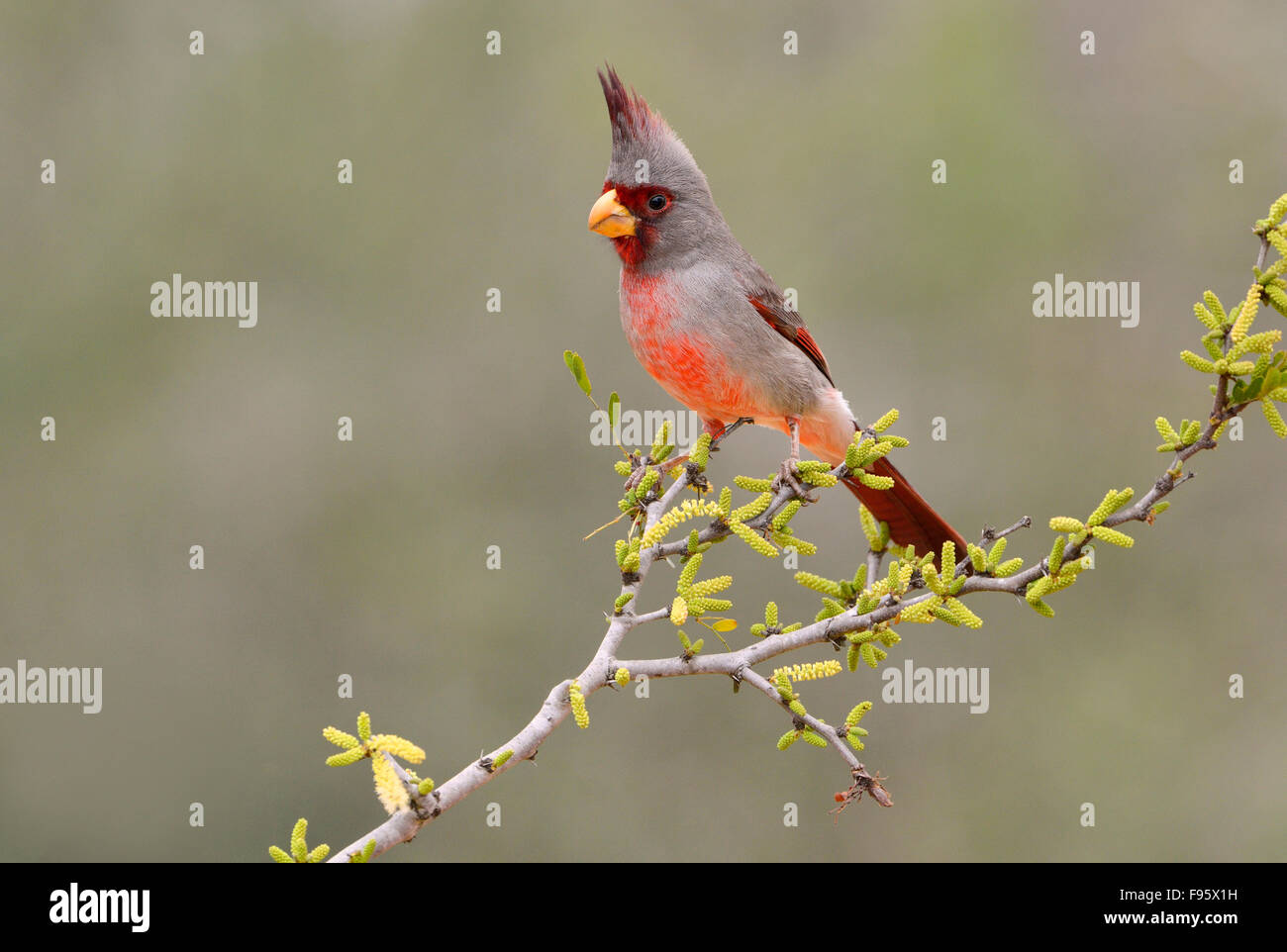 Pyrrhuloxia, Santa Clara Ranch, Texas Banque D'Images