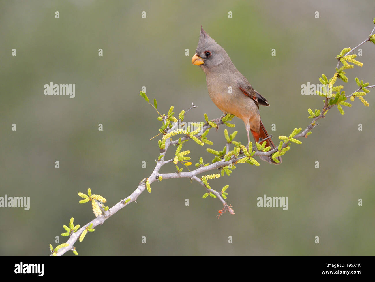 Pyrrhuloxia, Santa Clara Ranch, Texas Banque D'Images