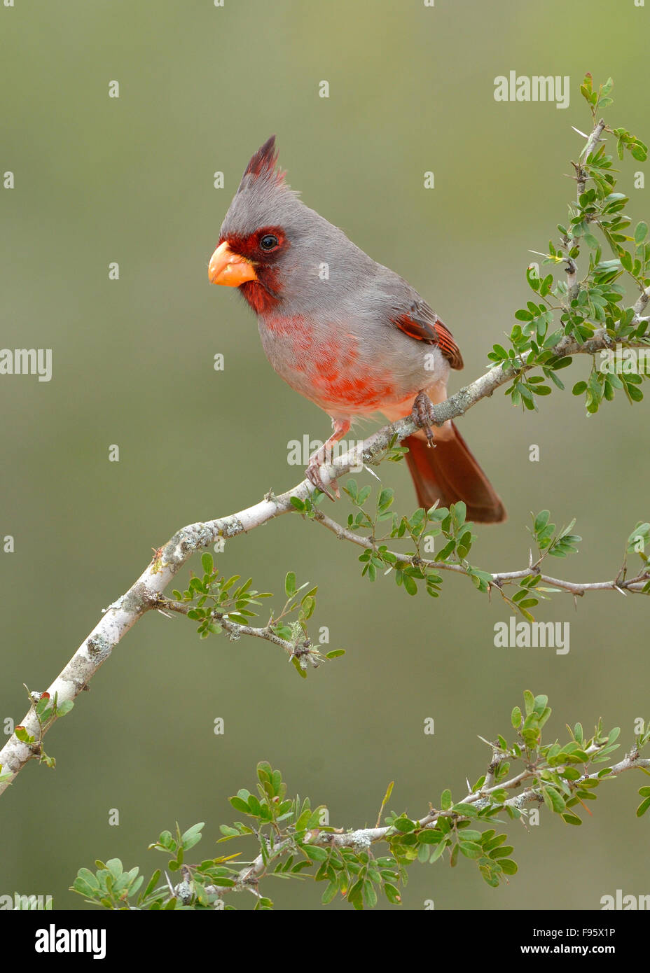 Pyrrhuloxia, Santa Clara Ranch, Texas Banque D'Images