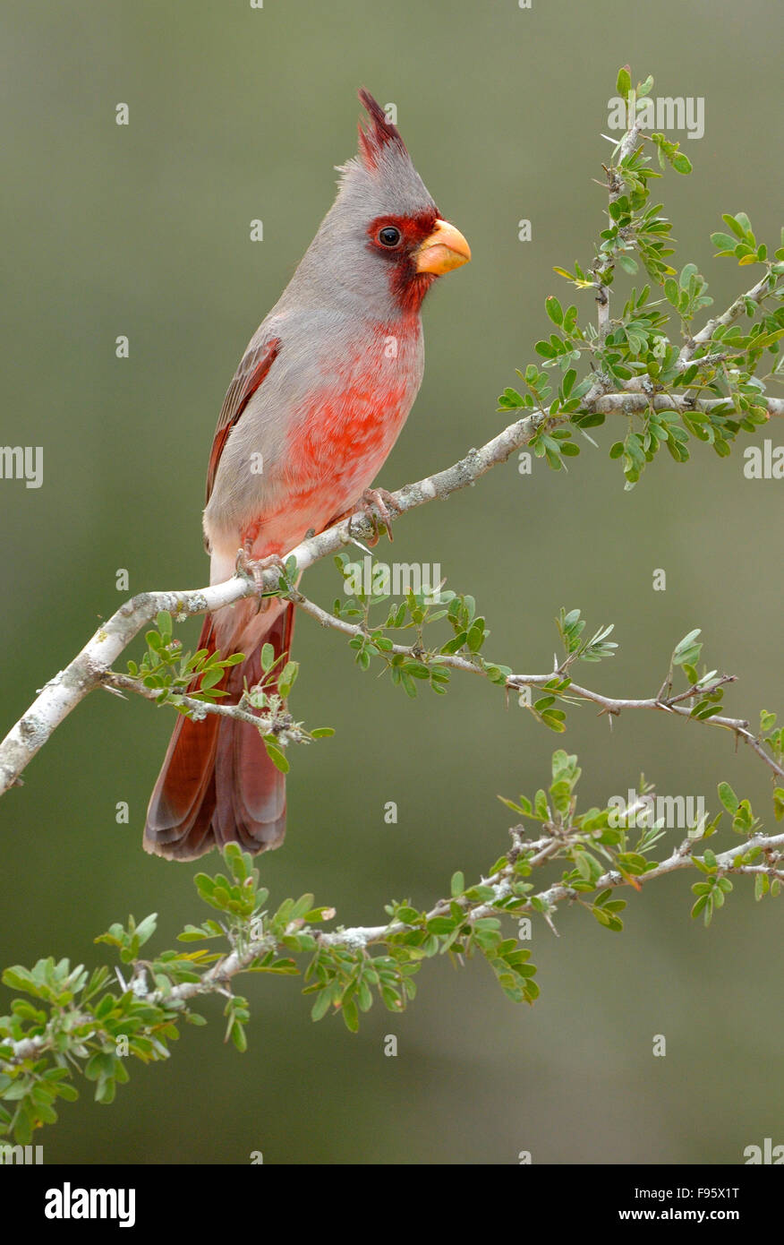 Pyrrhuloxia, Santa Clara Ranch, Texas Banque D'Images