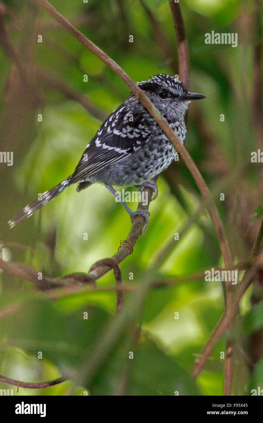 L'échelle Antbird (Drymophila squamata) perché sur une branche dans la forêt tropicale atlantique du sud-est du Brésil. Banque D'Images