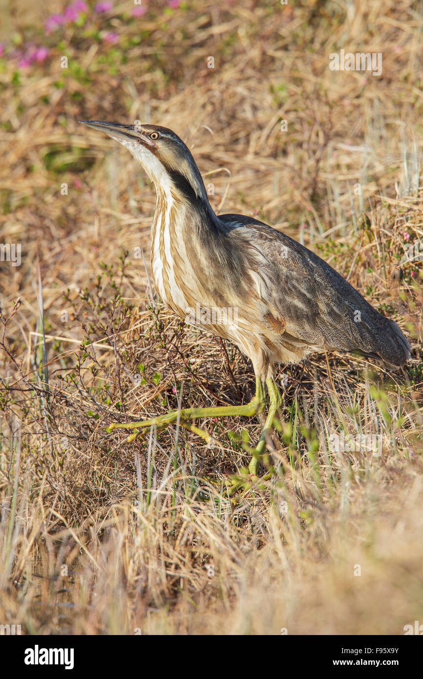 Butor (Botaurus lentiginosus) dans la toundra près de Churchill, Manitoba, Canada. Banque D'Images