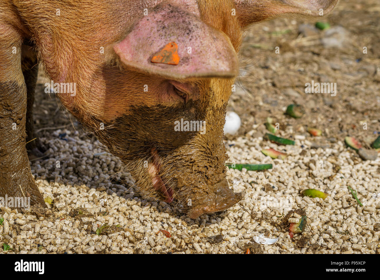 Cochon dans la boue, Nordurardalur Valley, dans l'ouest de l'Islande Banque D'Images