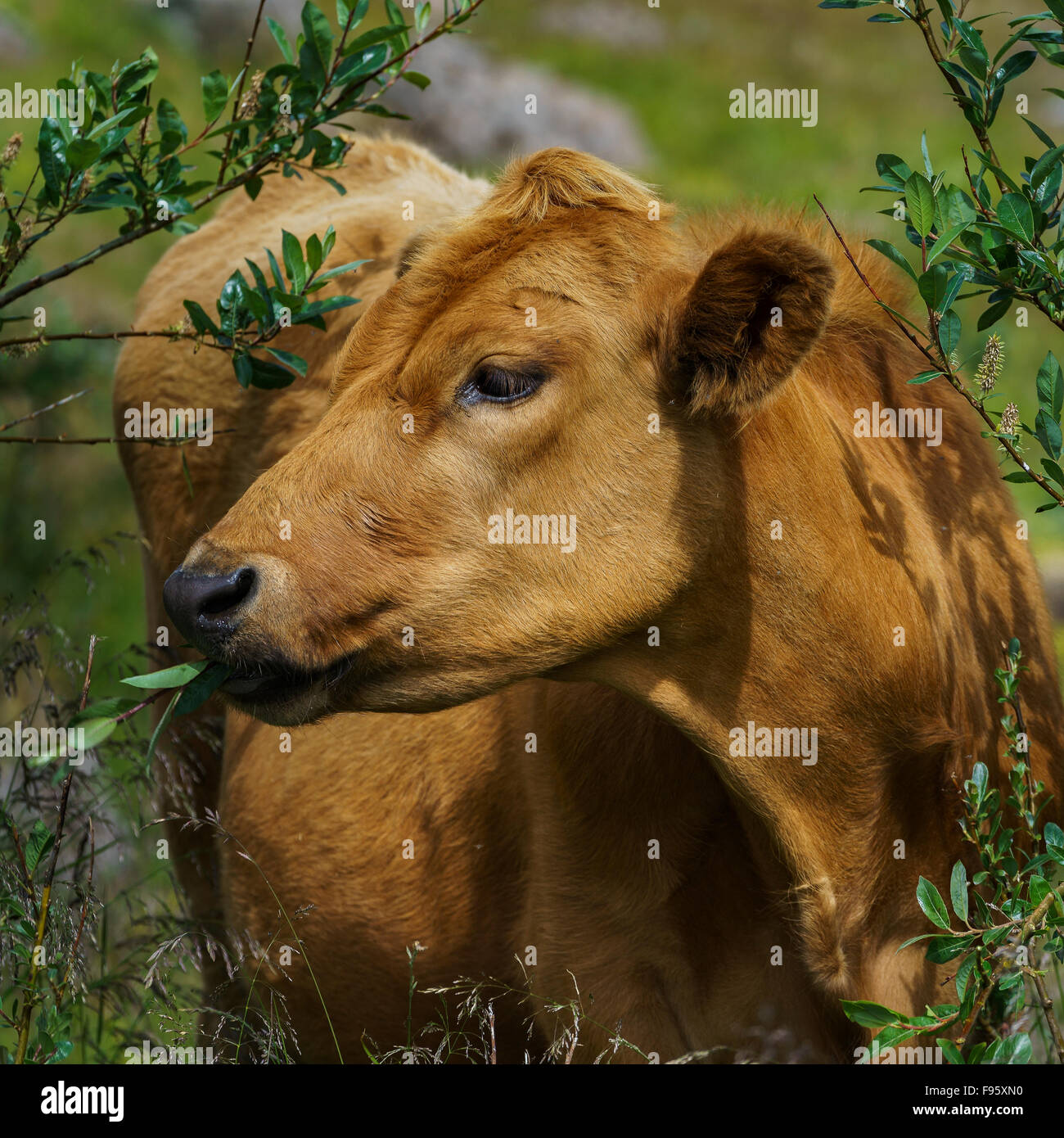 Manger de la vache folle de petits arbustes, Nordurardalur Valley, l'Islande Banque D'Images