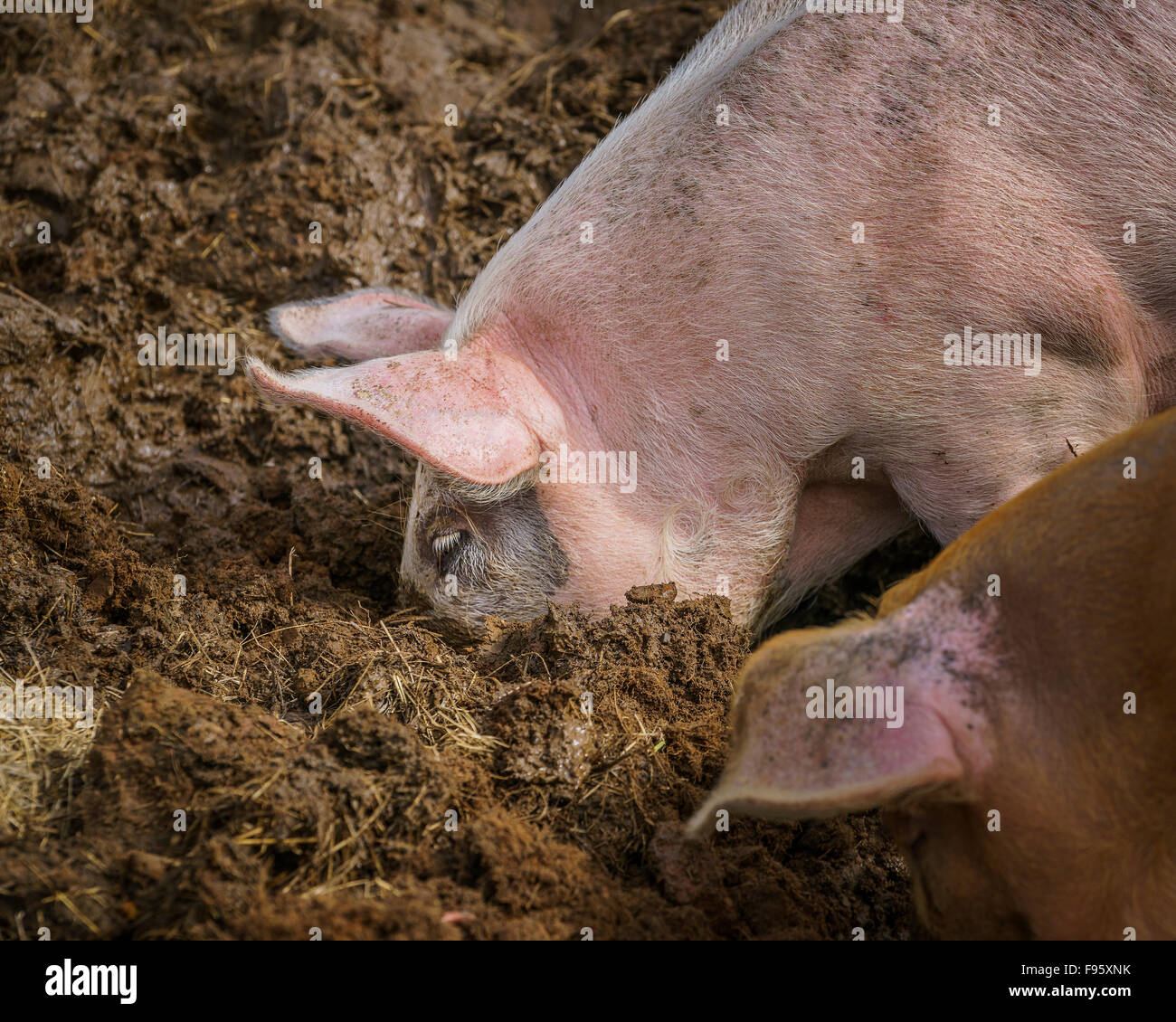 Cochon dans la boue, Nordurardalur Valley, dans l'ouest de l'Islande Banque D'Images