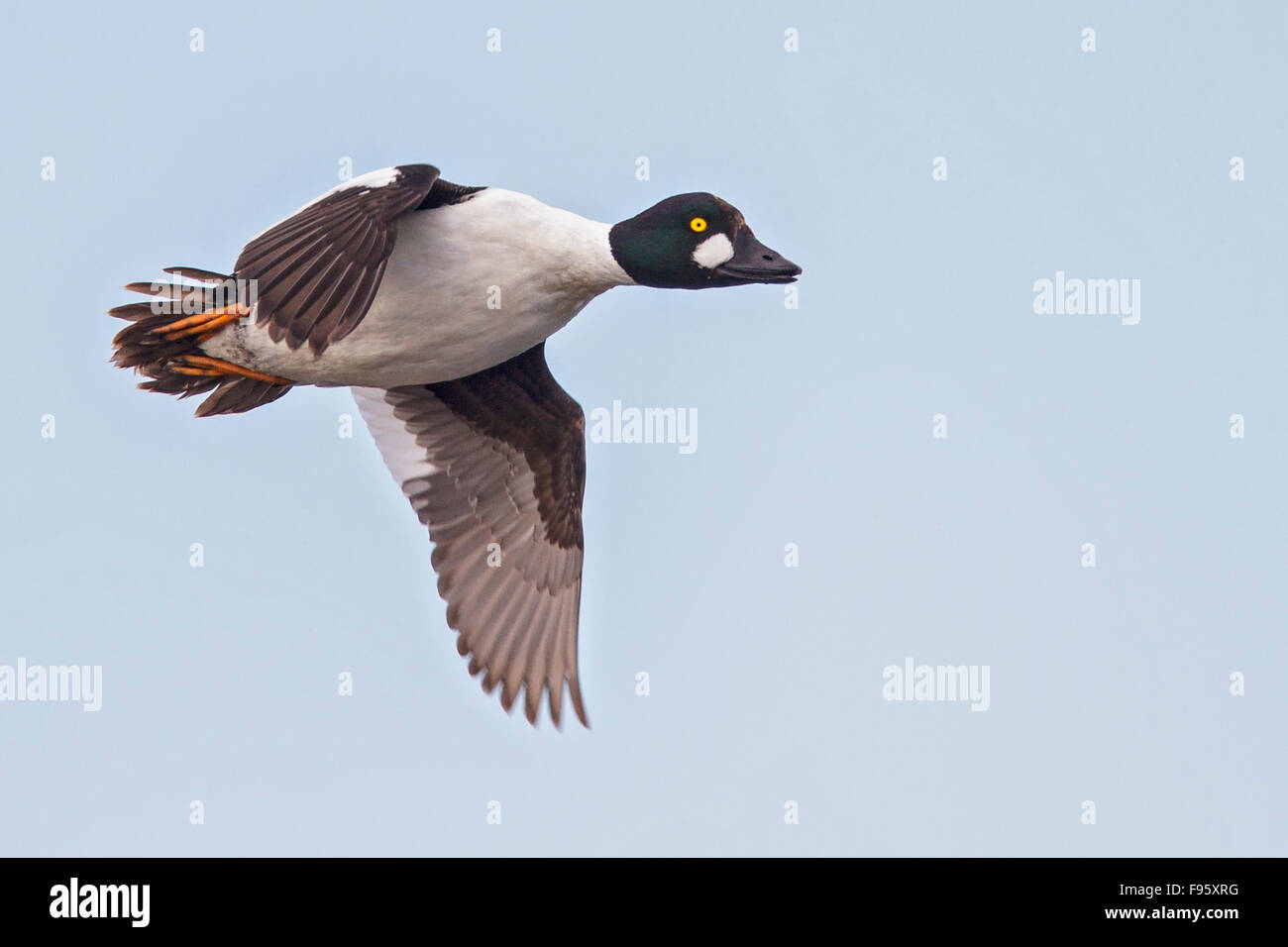 Le Garrot à œil d'or (Bucephala clangula) survolant la baie d'Hudson, à Churchill, au Manitoba, Canada. Banque D'Images