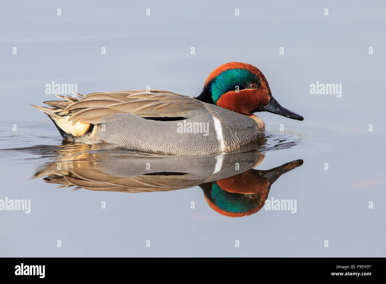 Sarcelles d'hiver (Anas crecca), homme, Burnaby Lake, en Colombie-Britannique. Banque D'Images