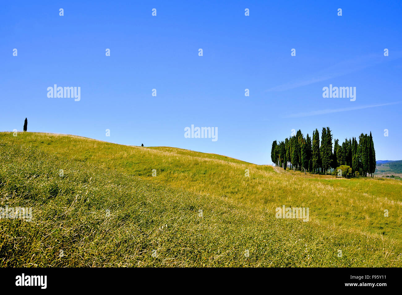 Groupe de cyprès et le vert des collines de Toscane, Toscane, Italie Banque D'Images