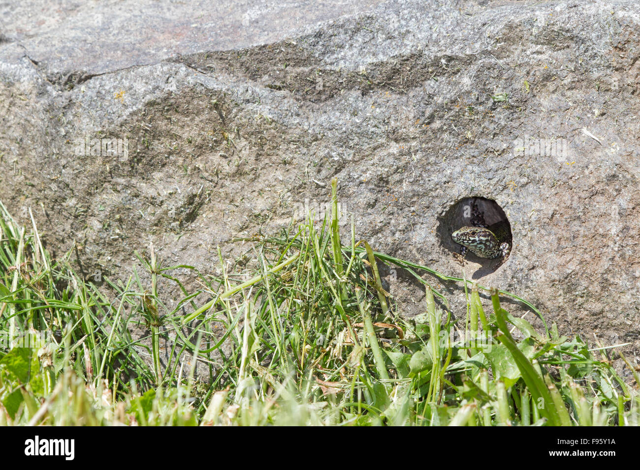 Lézard des murailles européenne (Podarcis muralis), près de Victoria, en Colombie-Britannique. Les lézards des murailles européennes ont été introduites pour le Saanich Banque D'Images