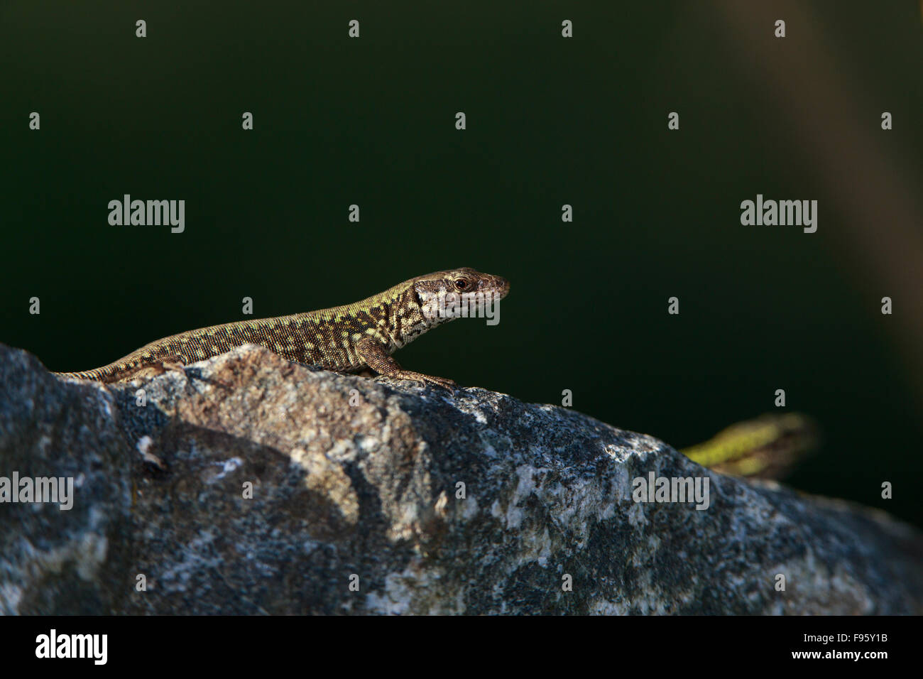 Lézard des murailles européenne (Podarcis muralis), près de Victoria, en Colombie-Britannique. Les lézards des murailles européennes ont été introduites pour le Saanich Banque D'Images
