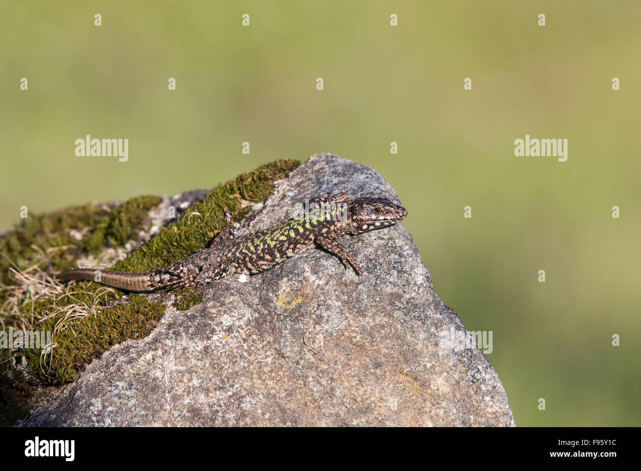 Lézard des murailles européenne (Podarcis muralis), près de Victoria, en Colombie-Britannique. Les lézards des murailles européennes ont été introduites pour le Saanich Banque D'Images