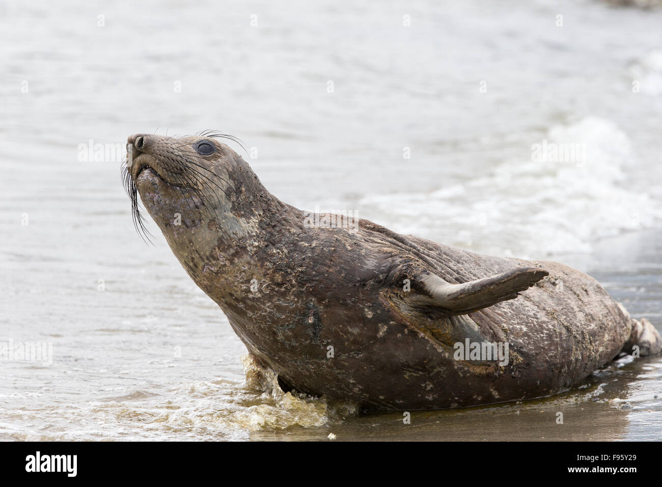 Personnes regardant léphant (Mirounga angustirostris), juvénile, Ambleside Park, West Vancouver (Colombie-Britannique), Banque D'Images
