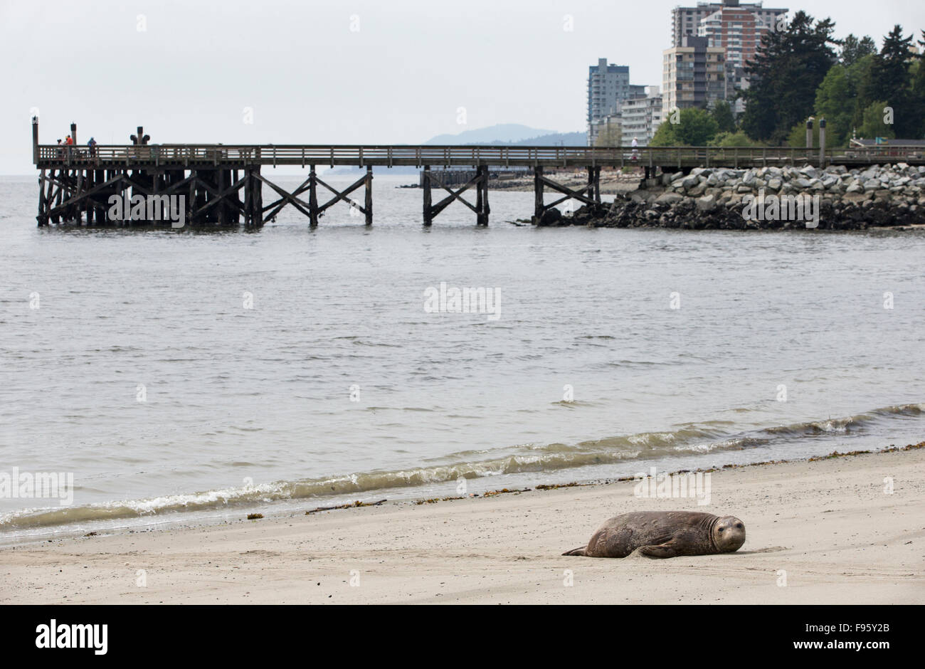 Personnes regardant léphant (Mirounga angustirostris), juvénile, Ambleside Park, West Vancouver (Colombie-Britannique), Banque D'Images