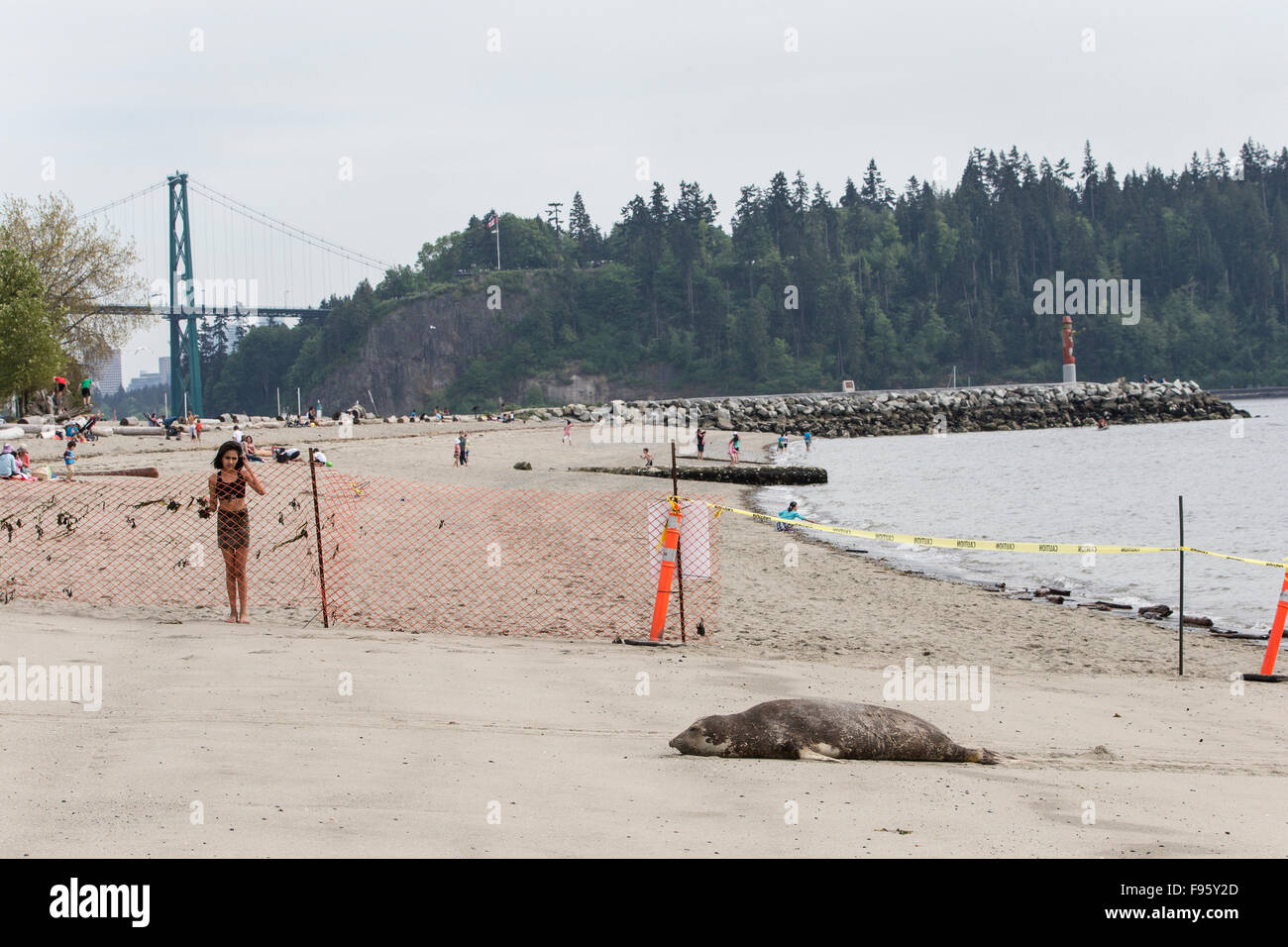 Personnes regardant léphant (Mirounga angustirostris), juvénile, Ambleside Park, West Vancouver (Colombie-Britannique). Banque D'Images