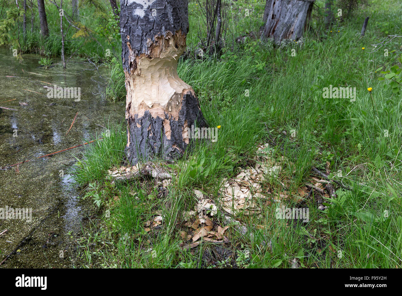 Arbre (Populus ainsi.) partiellement mâché par le castor (Castor canadensis), ThompsonNicola region, British Columbia, Canada Banque D'Images