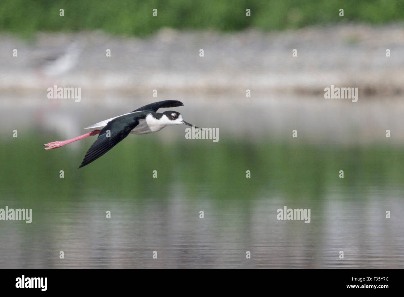 Blacknecked Stilt (Himantopus mexicanus) survolant un marais dans le centre de l'État de Washington, USA. Banque D'Images