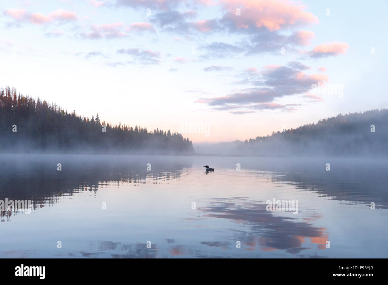 Plongeon huard (Gavia immer), dans la brume au lever du soleil, lac Le Jeune, en Colombie-Britannique. Banque D'Images