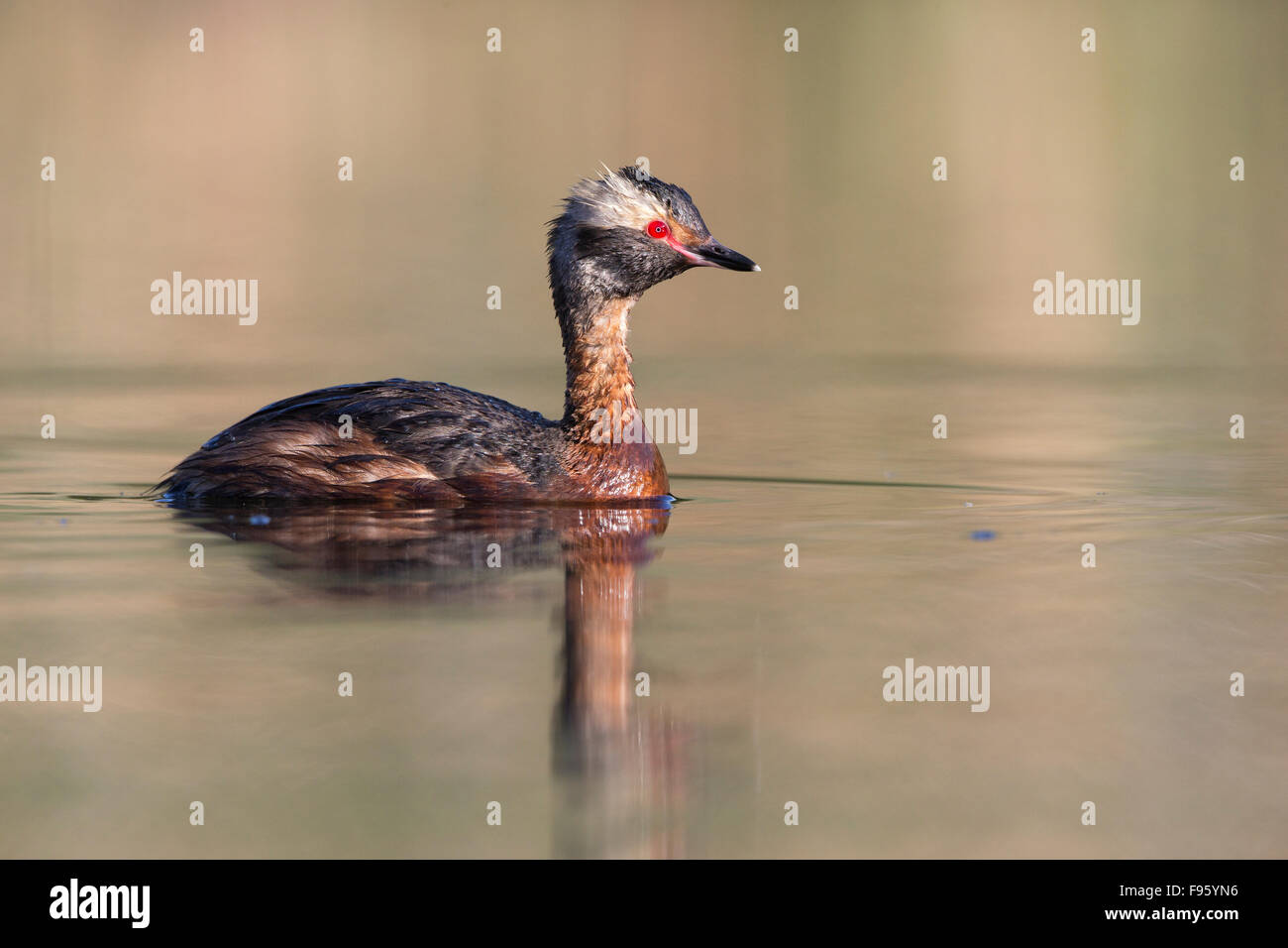 Grèbe esclavon (Podiceps auritus), adulte en plumage nuptial, Kamloops, Colombie-Britannique. Banque D'Images