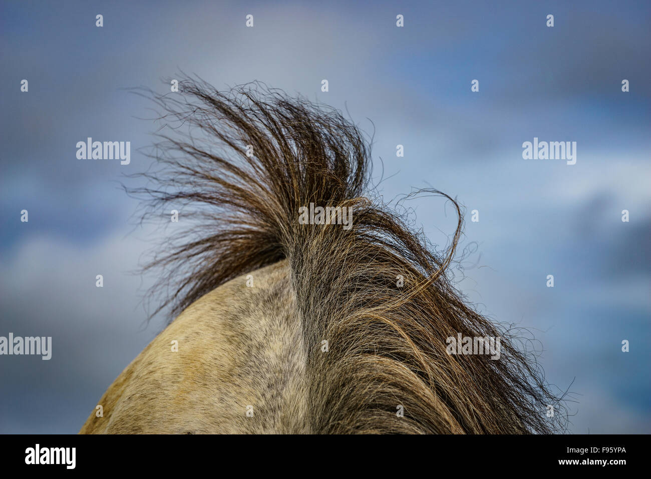Icelandic Horse, close-up de tête et les cheveux. L'Islande Banque D'Images