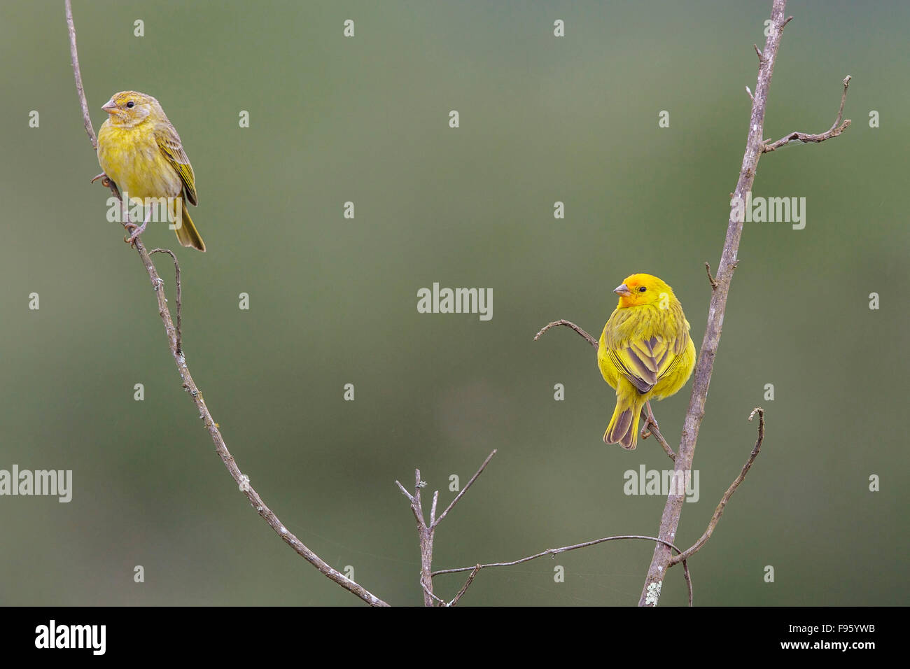 Sicalis flaveola Finch (safran) perché sur une branche dans la forêt tropicale atlantique du sud-est du Brésil. Banque D'Images