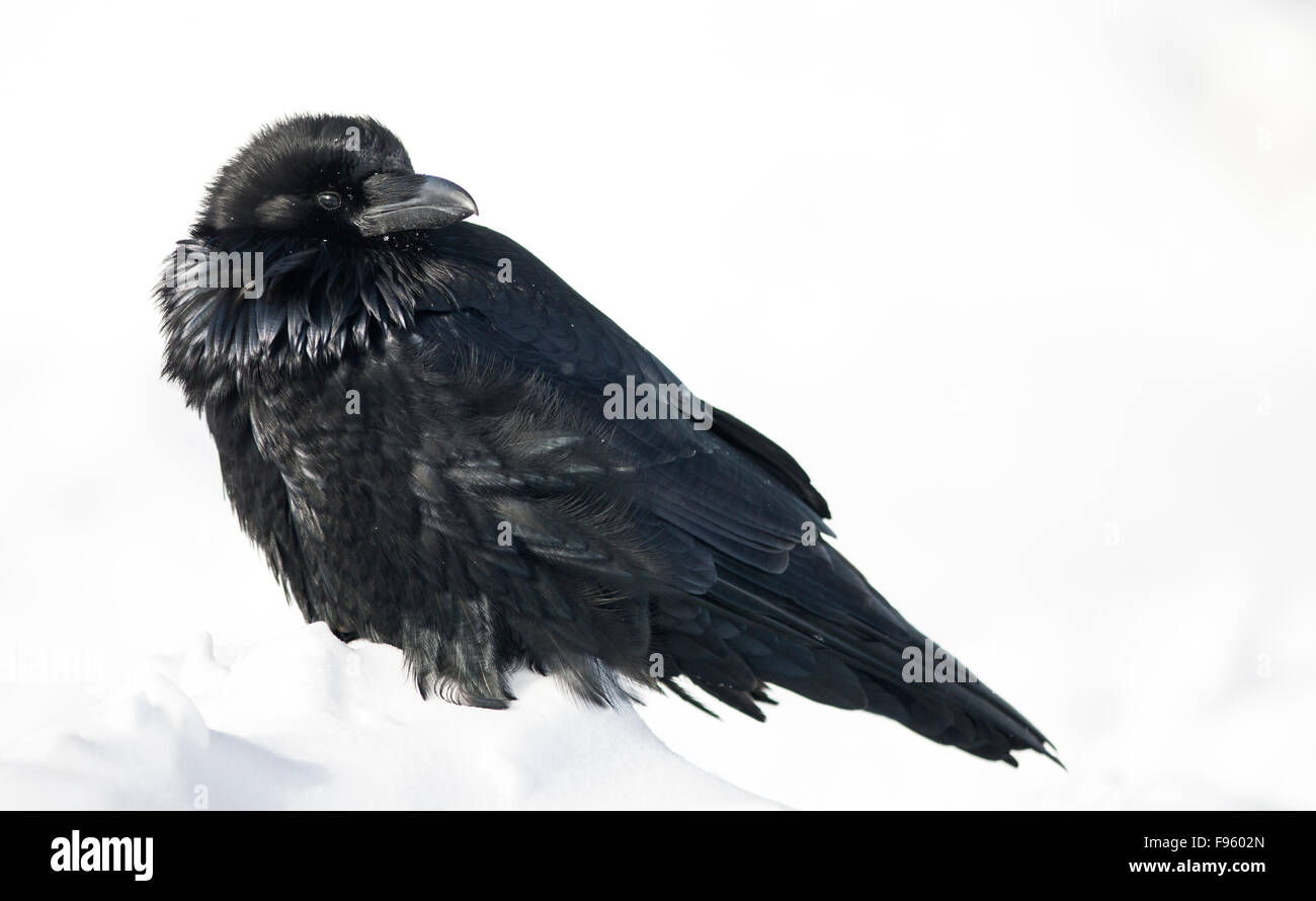 Grand Corbeau (Corvus corax) en hiver, le parc national Banff, Alberta, Canada Banque D'Images