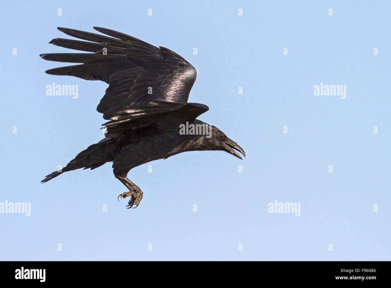 Grand Corbeau (Corvus corax) survolant un marais dans le centre de l'État de Washington, USA. Banque D'Images
