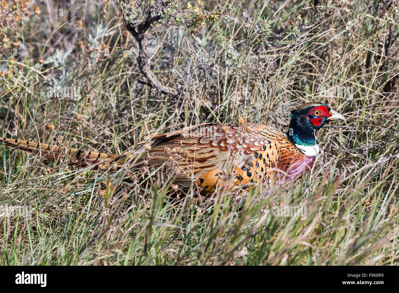 Fuligules Ã collier (Faisan de Colchide Phasianus colchicus), homme, le parc national des Prairies, en Saskatchewan. Banque D'Images