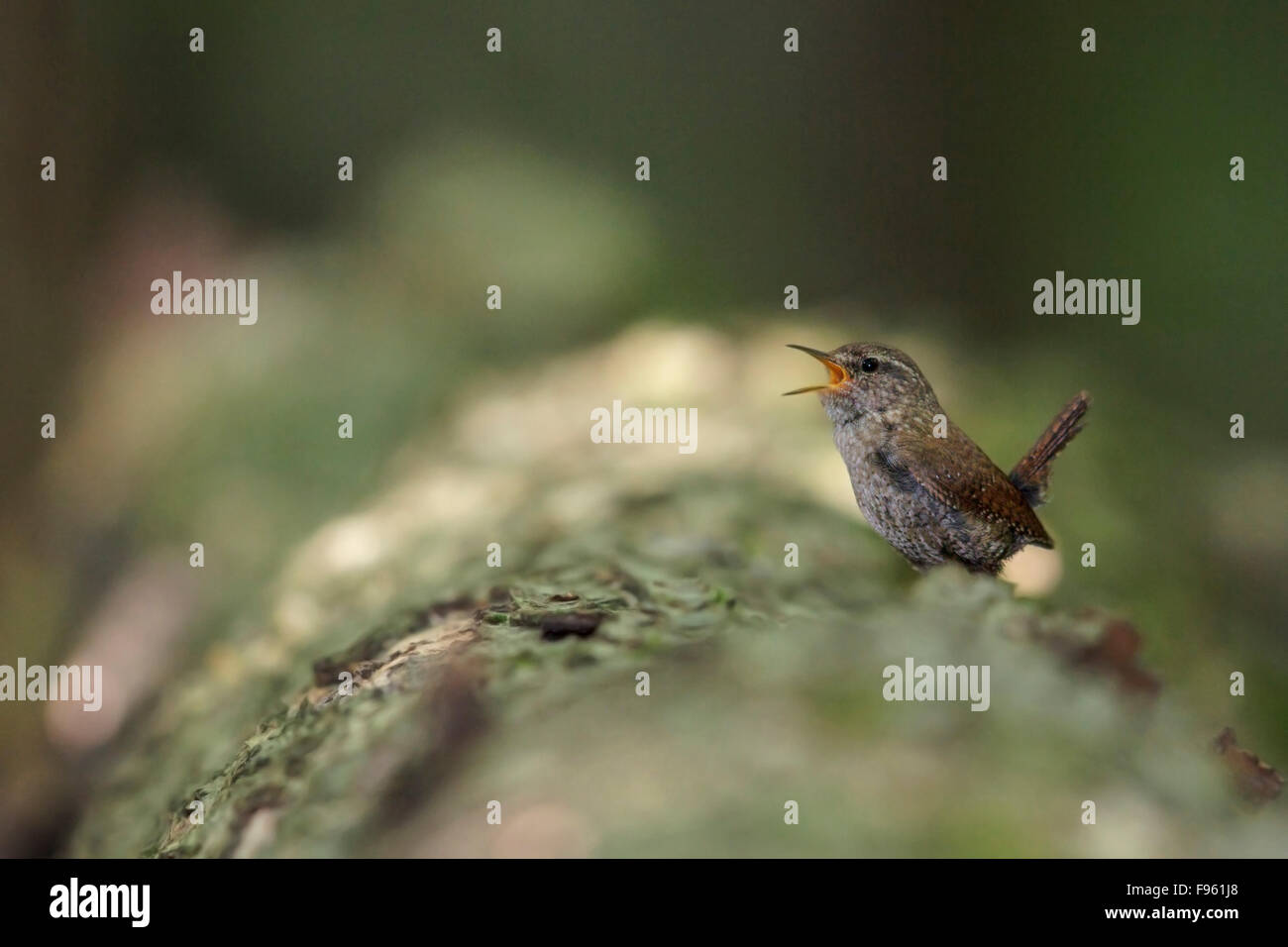 Troglodyte mignon (Troglodytes hiemalis) perché sur une branche dans le sud de l'Ontario, Canada. Banque D'Images