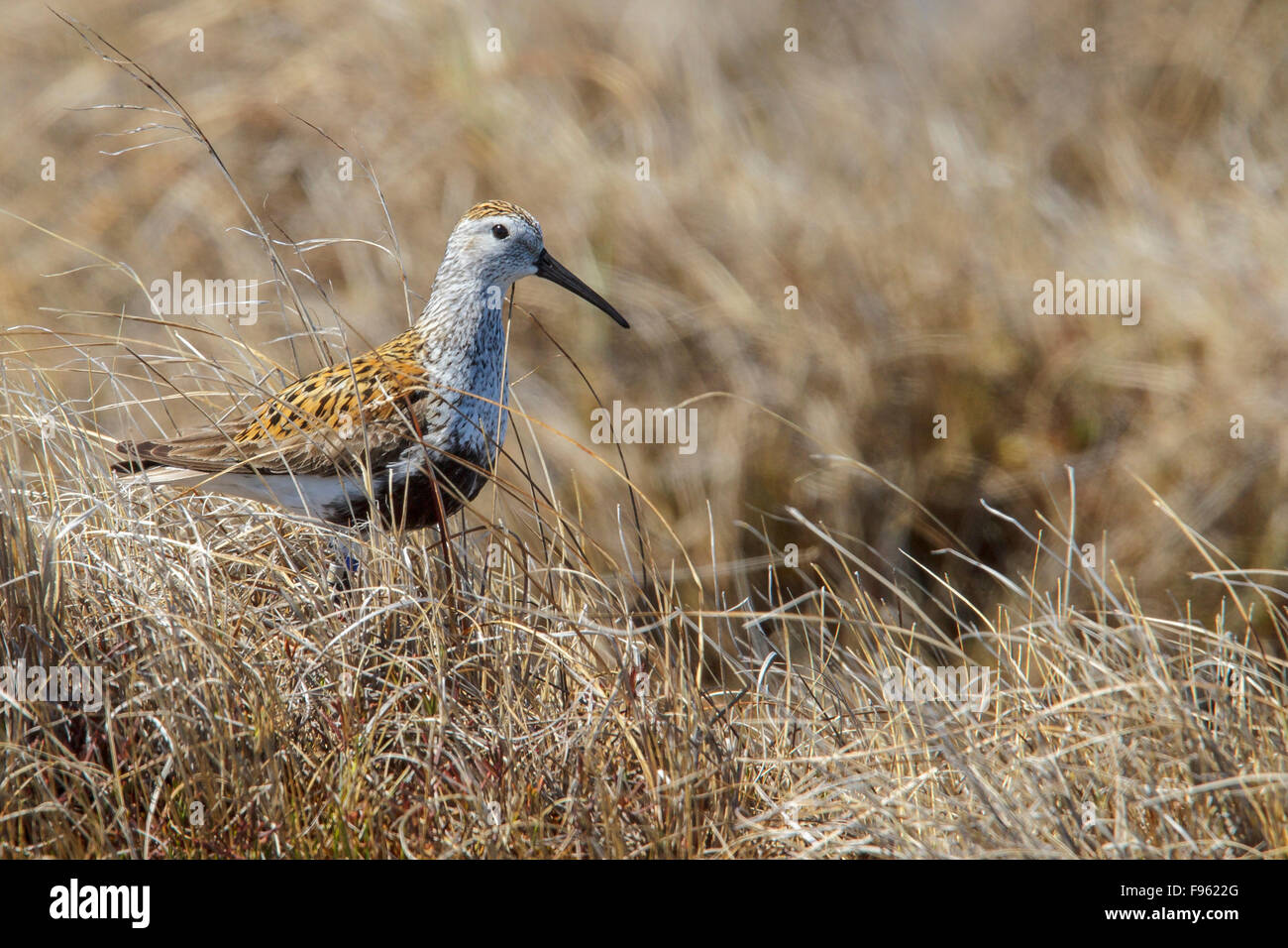 Le Bécasseau variable (Calidris alpina) dans la toundra près de Churchill, Manitoba, Canada. Banque D'Images