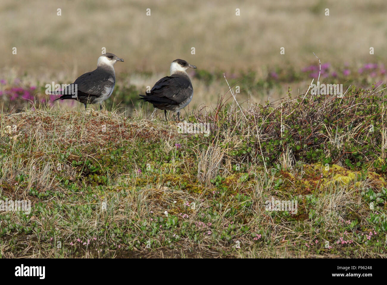 Labbe parasite (Stercorarius parasiticus) dans la toundra près de Churchill, Manitoba, Canada. Banque D'Images