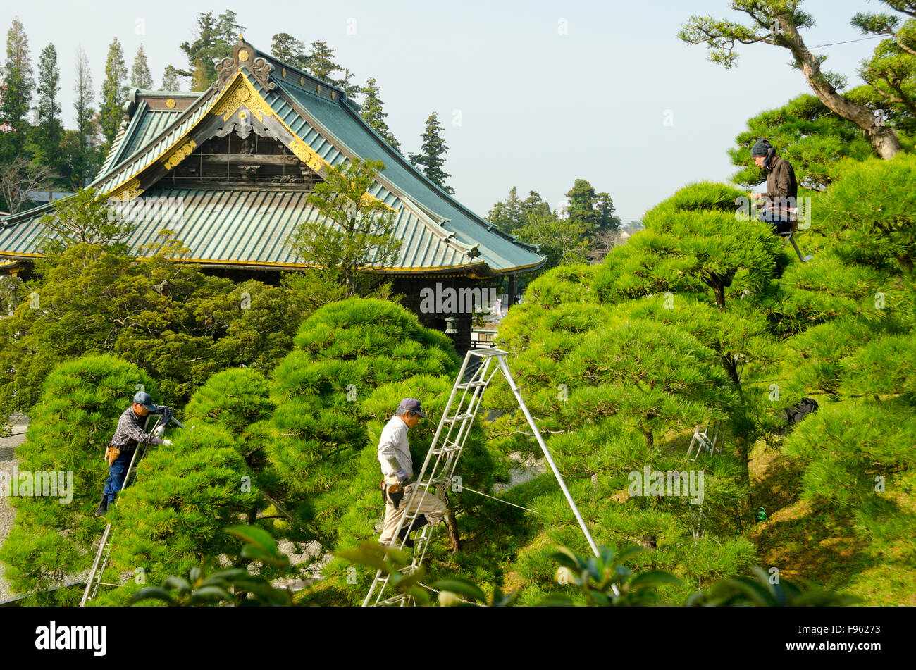 Les travailleurs arboricoles prune méticuleusement pins au Shinshoji temple de Narita, Japon Banque D'Images