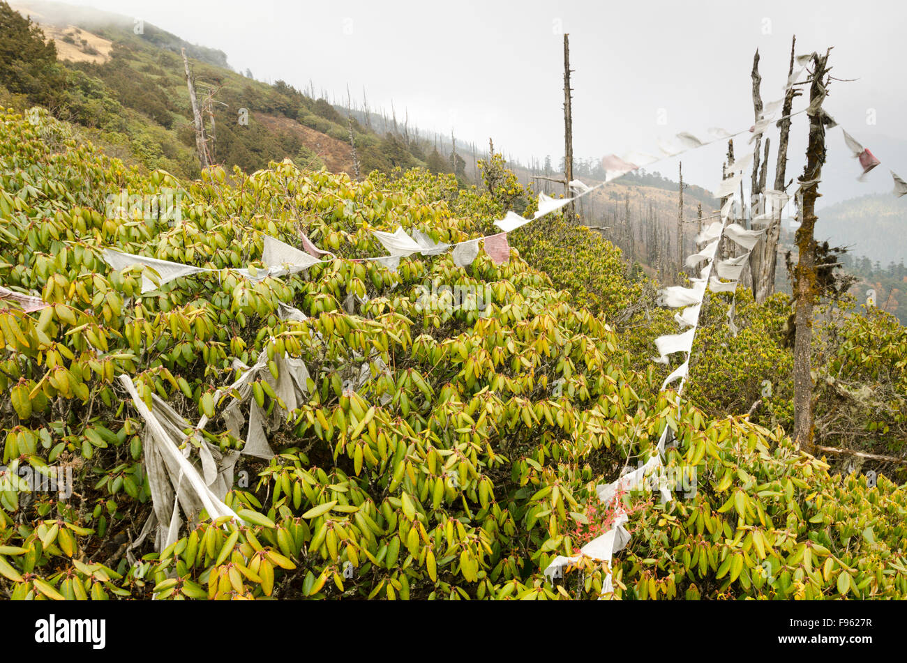 Les drapeaux de prières et de rhododendrons près de Chele Pass, Bhutan Banque D'Images