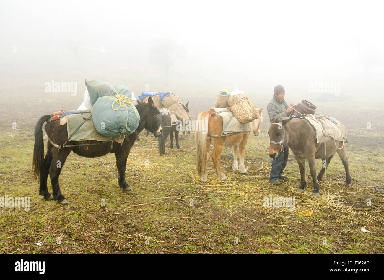 Un portier prépare les fournitures au sommet de ses mules à Bumdra, un trek dans l'ouest Bhoutan Banque D'Images