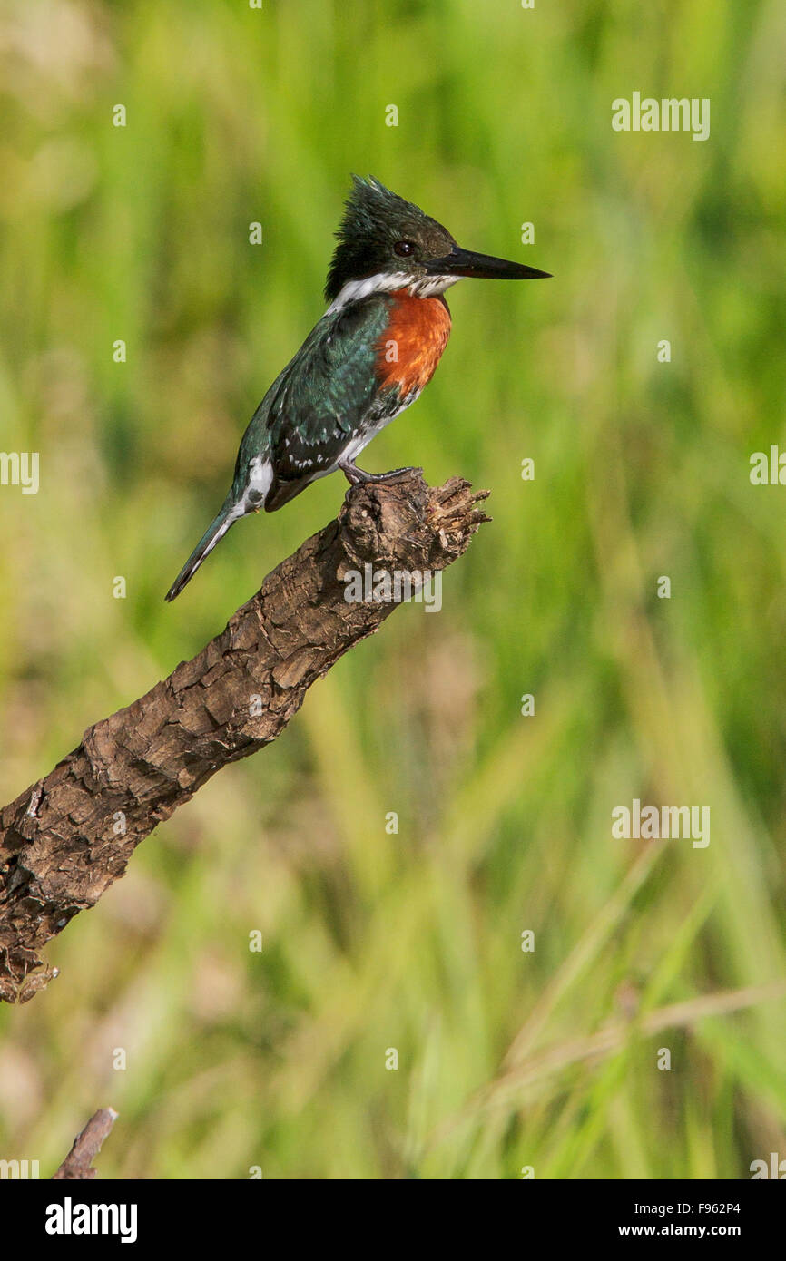 Martin-pêcheur vert (Chloroceryle americana) perché sur une branche dans le parc national de Manu, Pérou. Banque D'Images