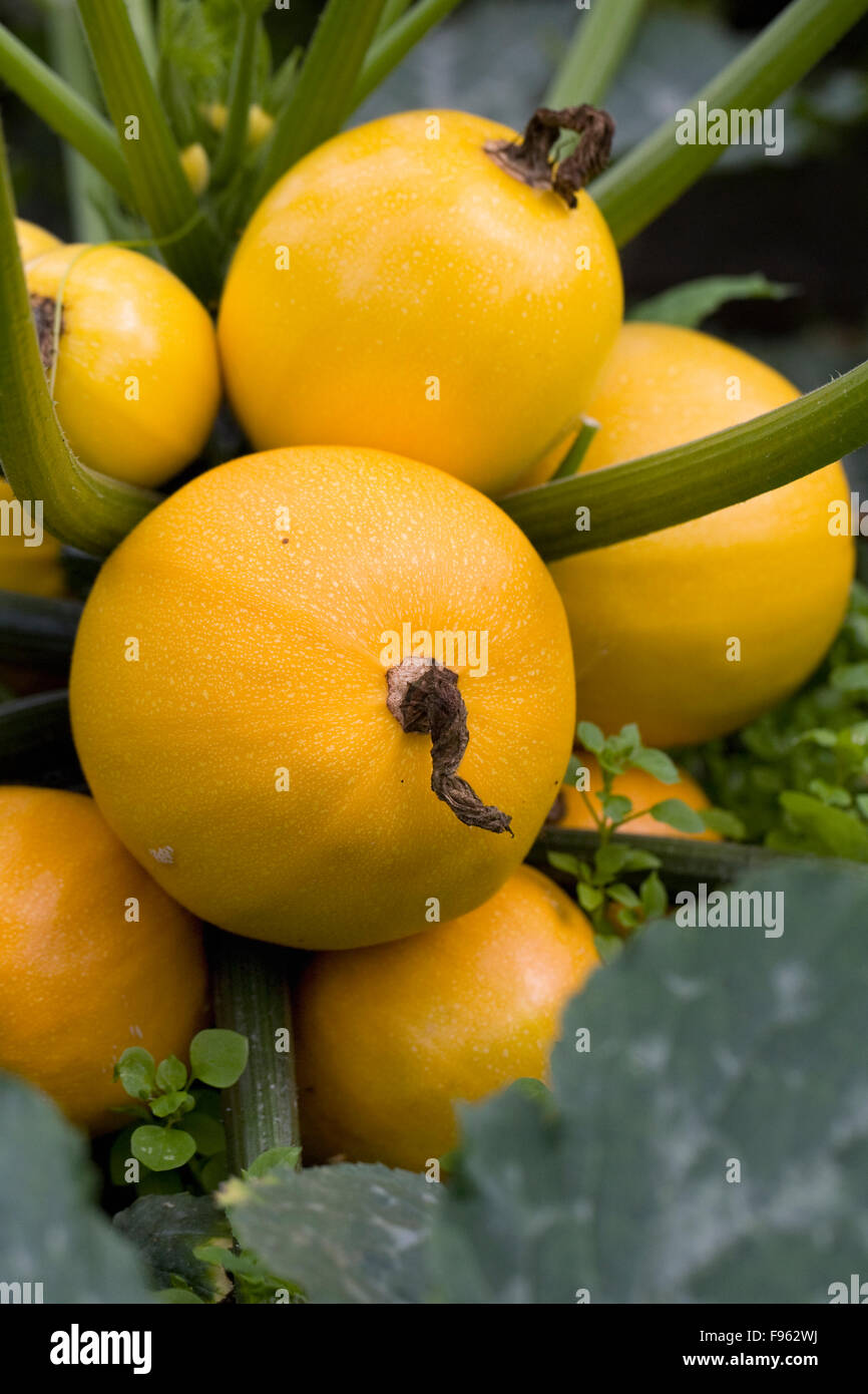 Cucurbita pepo. Courgettes jaunes rondes dans le potager. Banque D'Images