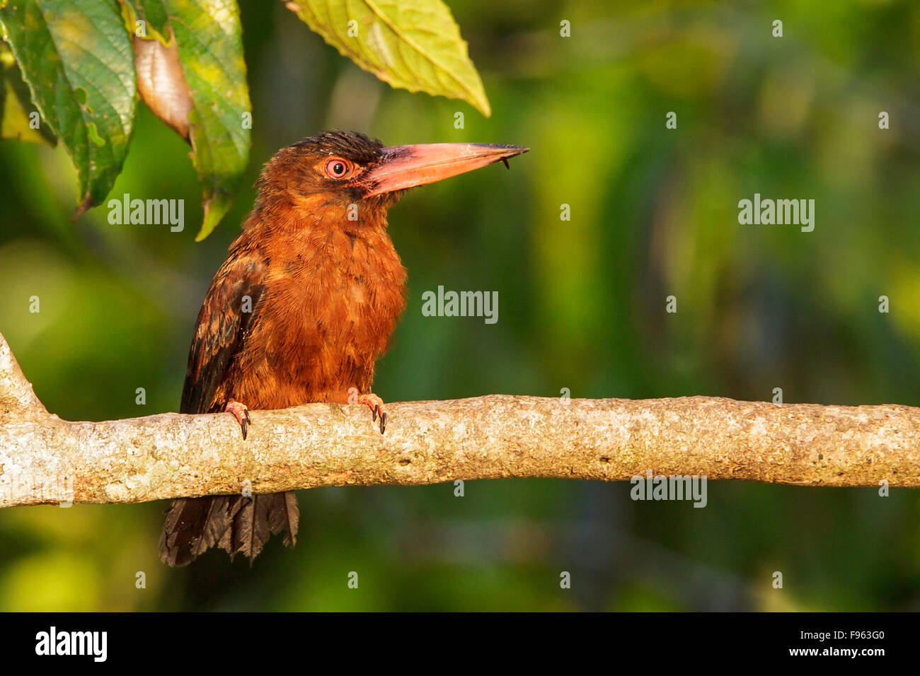 Jacamar (Galbalcyrhynchus purusianus Purus) perché sur une branche dans le parc national de Manu, Pérou Banque D'Images