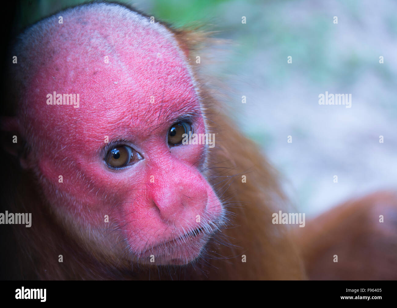 Singe Rouge Singes au visage rouge Banque de photographies et d’images à haute ...