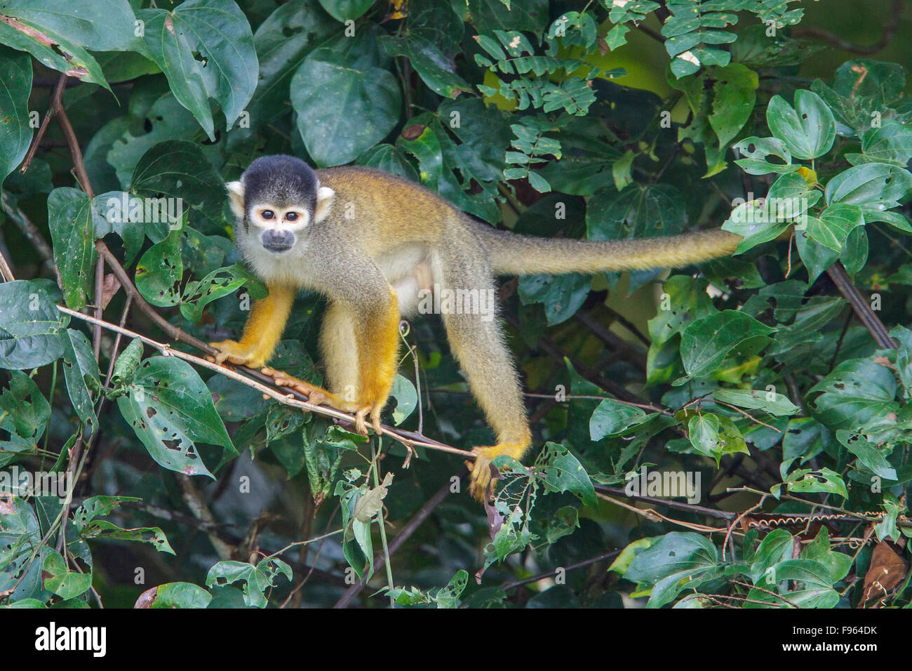 Un singe-écureuil perché sur une branche dans le parc national de Manu, Pérou. Banque D'Images