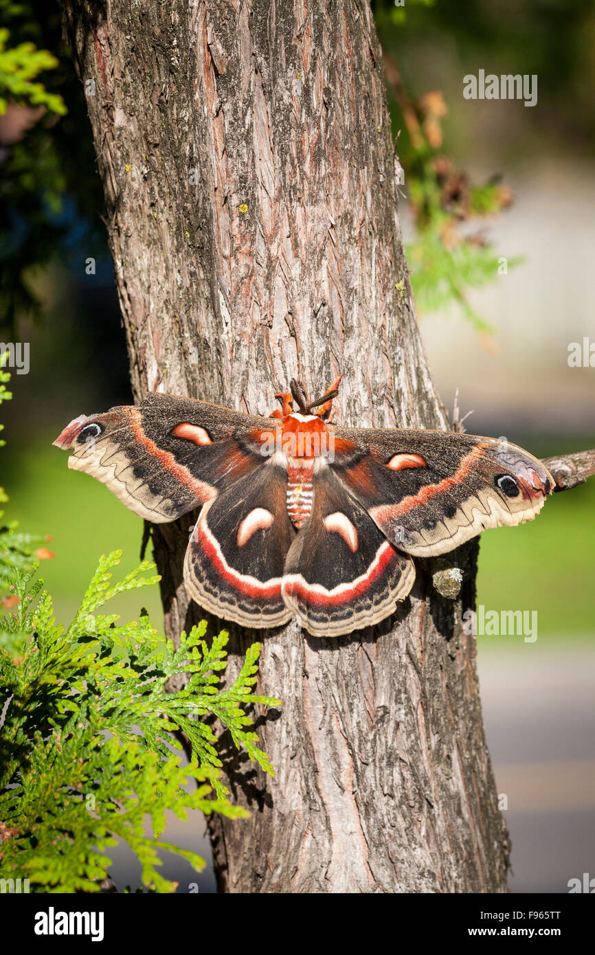 Cecropia moth Banque de photographies et d’images à haute résolution ...