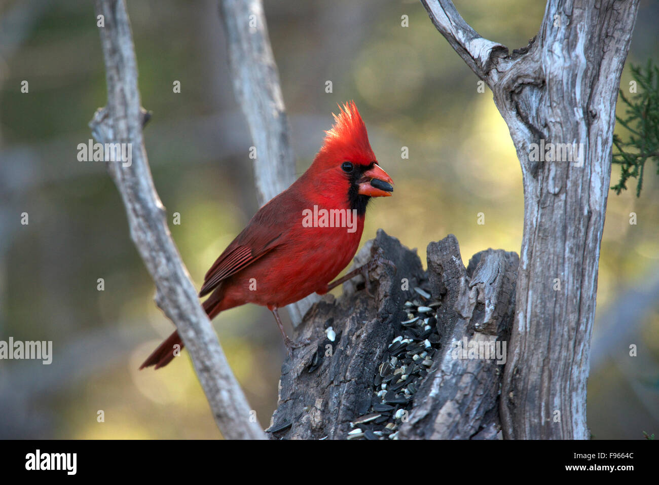 Le Cardinal rouge mâle (Cardinalis cardinalis) manger les graines de tournesol, South Llano River State Park, au Texas. Banque D'Images