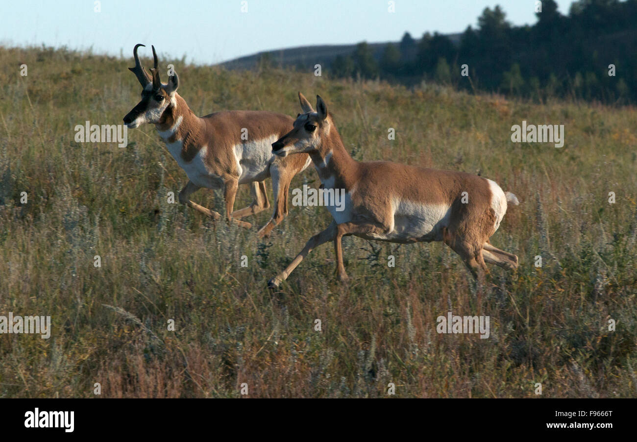 L'Antilope d'hommes et de femmes à travers la prairie. tests médiaspip en mouvement (Antilocapra americana), Custer State Park, South Banque D'Images