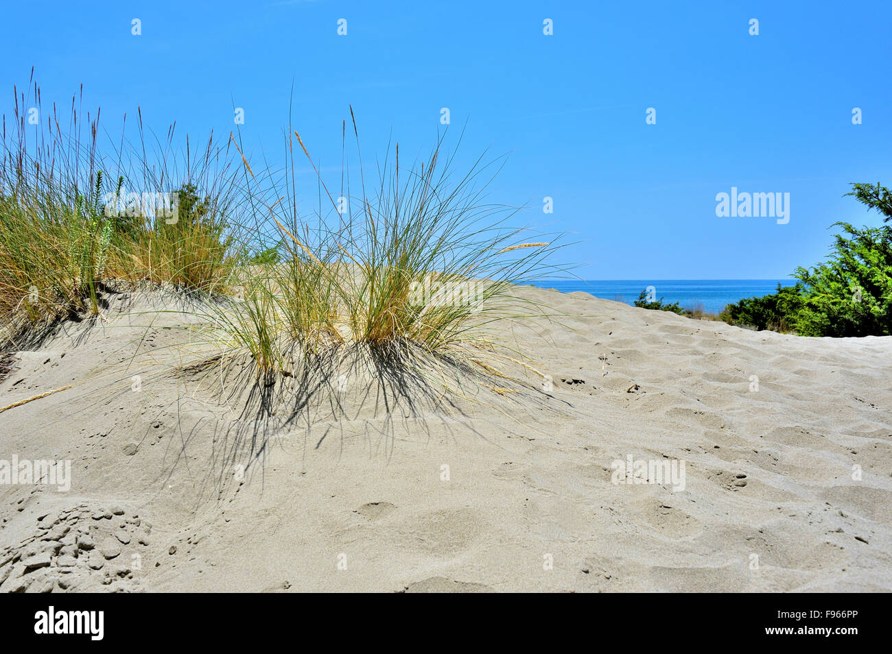 Dunes de sable avec de l'herbe, les plages de la Maremme, Toscane, Italie Banque D'Images