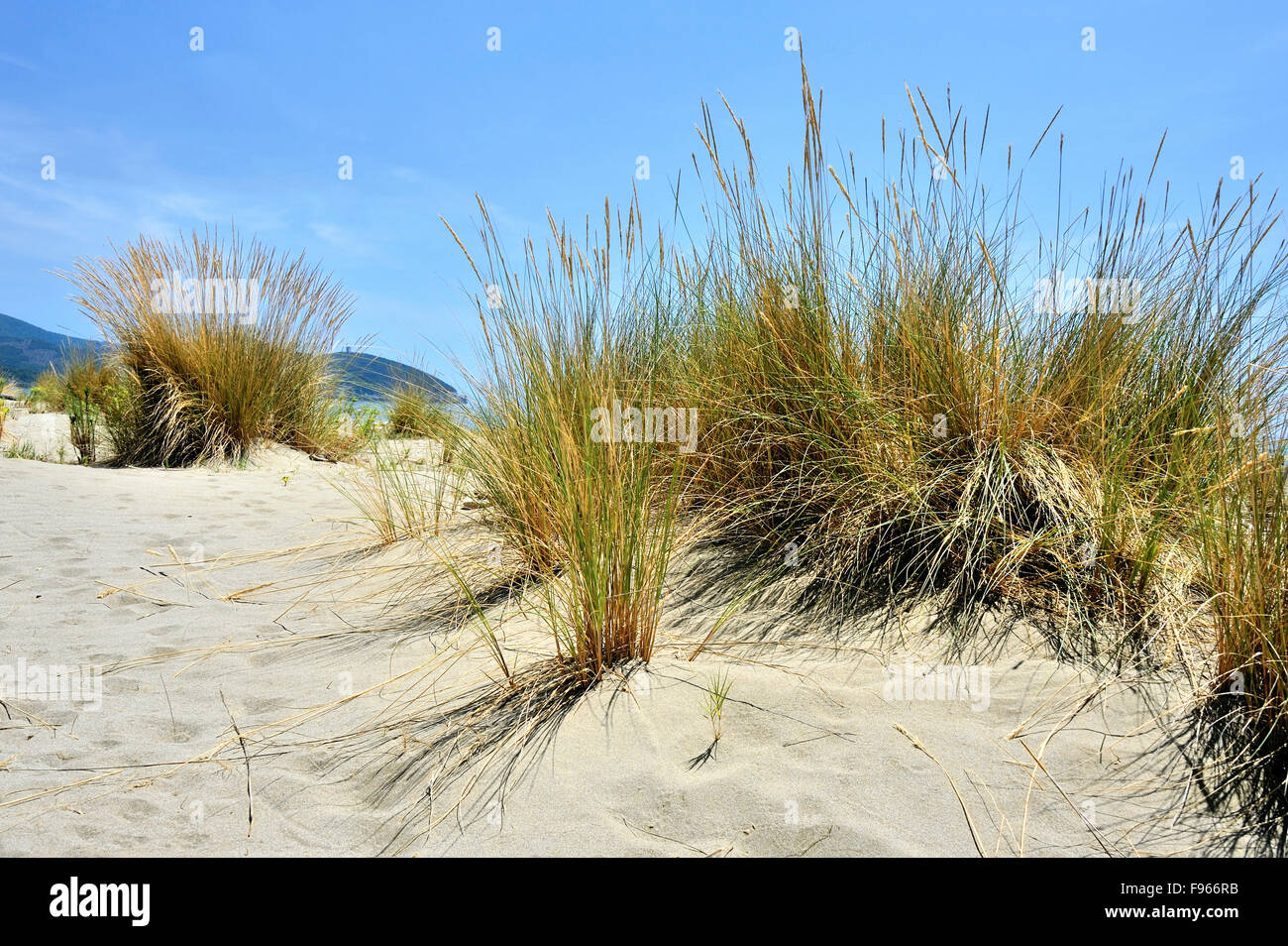 Voir des dunes de sable à l'échauguette de la Maremme Toscane, plage, Toscane, Italie Banque D'Images
