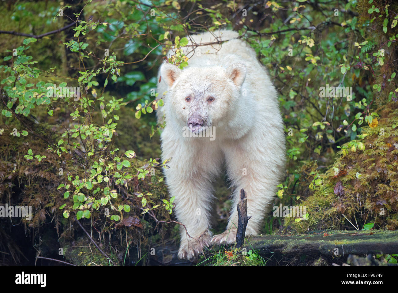 Spirit Bear (Ursus americanus kermodei), la forêt pluviale de Great Bear, en Colombie-Britannique, Canada central coast Banque D'Images