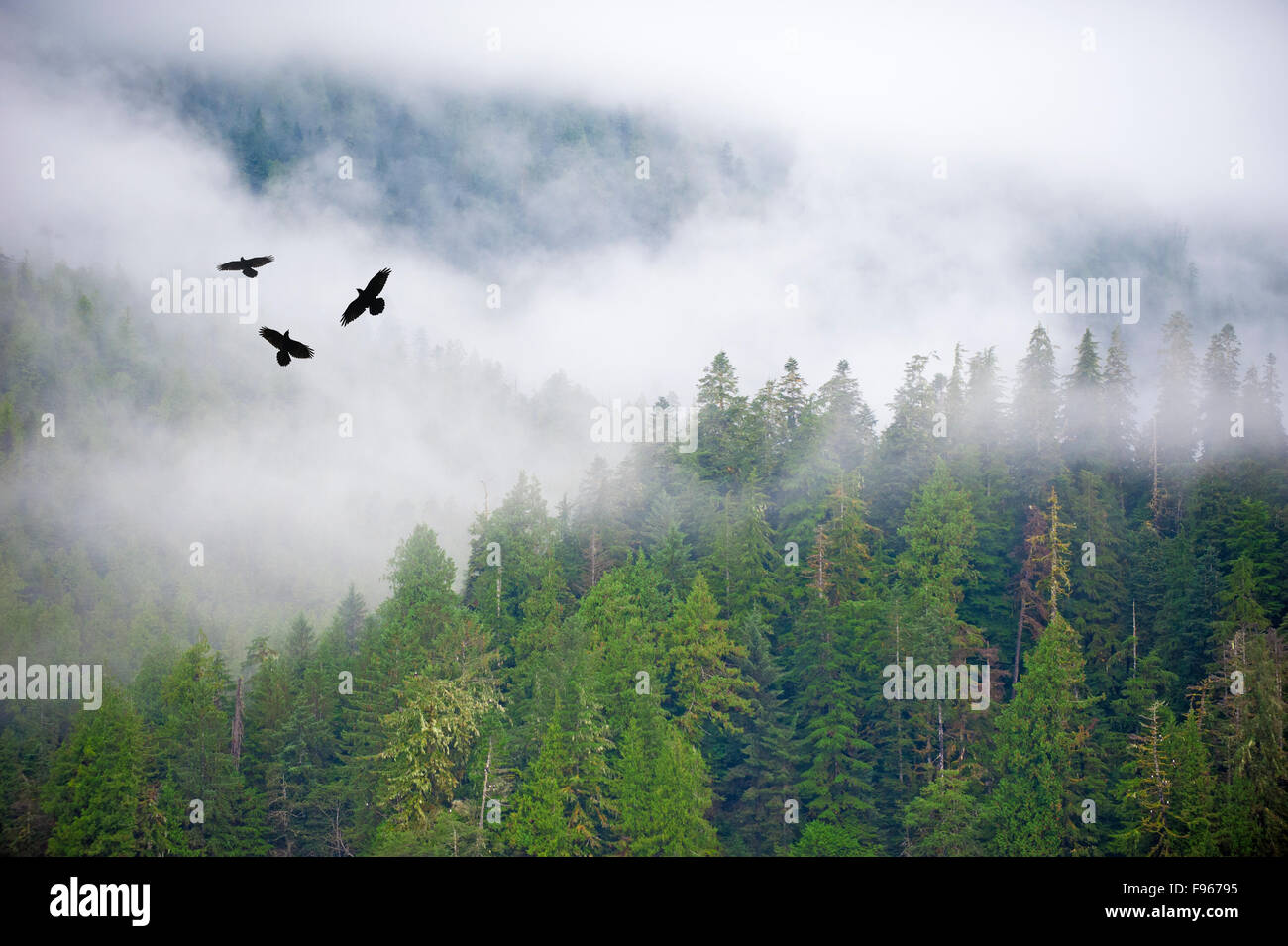 Un trio de corbeau (Corvus corax) voler au-dessus de la forêt du Grand Ours, centre-ouest de la côte de la Colombie-Britannique, Canada Banque D'Images